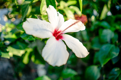 Sobolo hibiscus drink
